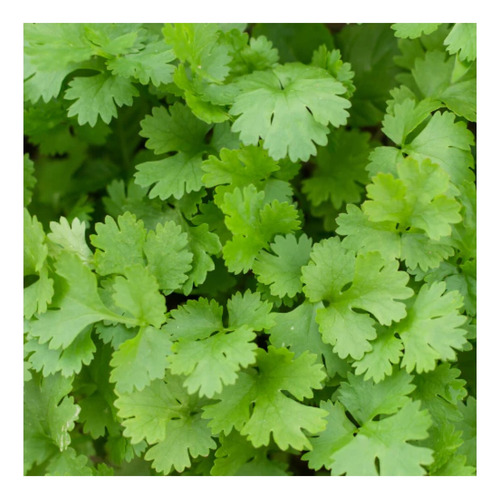 Semillas De Culantro