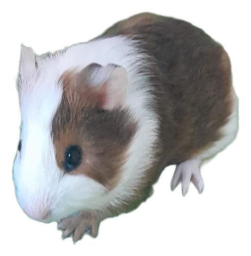 Porquinho Da Índia