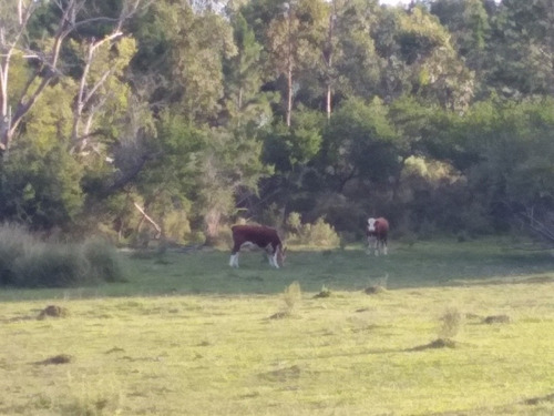 Arriendo 170has Forestal /agricola Migues. Us$ 13.000/año