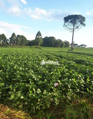 Chácara Com 3 Dormitórios À Venda, 32010 M² Por R$ 1.200.000,00 - Campo Novo - Campo Magro/pr - Ch0016