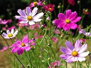 Cosmos Sensation Mix Semillas De Flores, 100 Semillas Por Pa