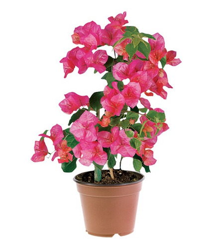 Enredadera Rosal Planta