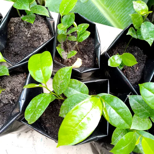 Planta De Guanábana