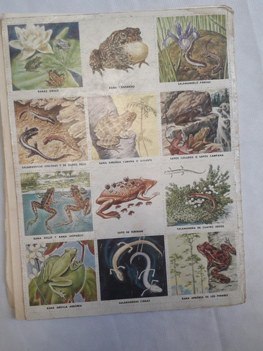 Album Figurita * Libro Oro Estampas Sapo Rana Complet Novaro (Usado)
