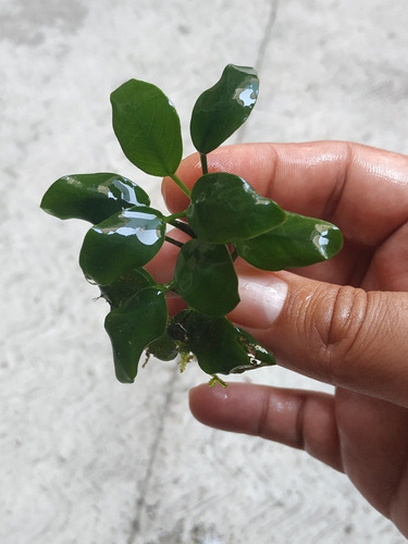 Anubias Barteri Nana