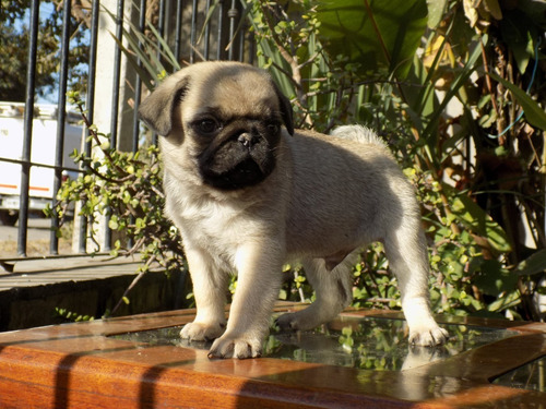 Cachorros Pug Carlinos