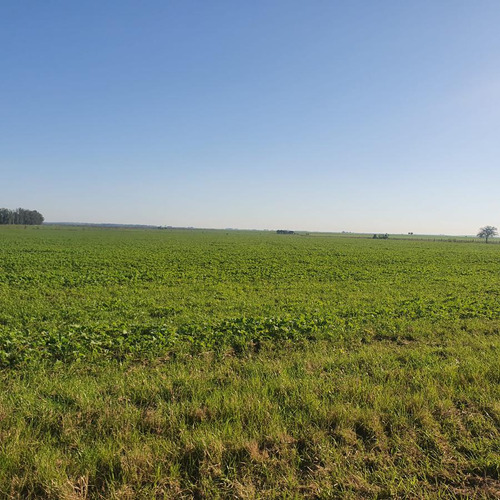 Campo - Paysandú