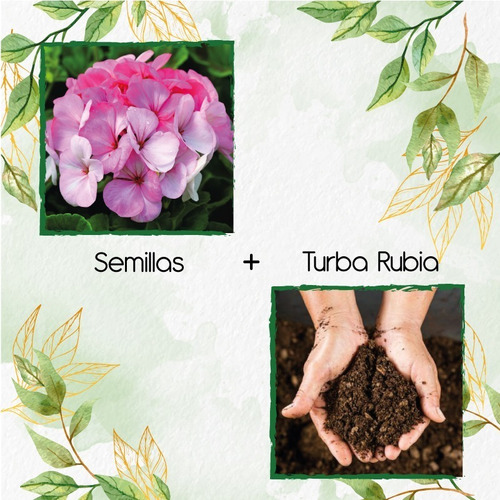 20 Semillas Flor Geranio + Turba De Germinación | MercadoLibre 20 Semillas Flor Geranio + Turba De Germinación | MercadoLibre