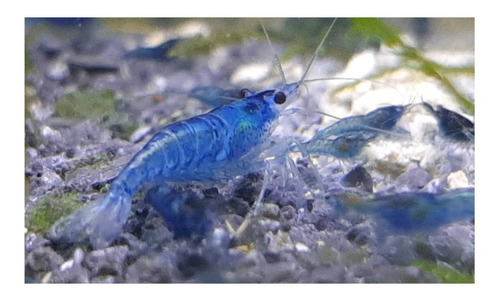 Imagen 1 de 10 de Camaron Blue X 10 Gambas Azules Neocaridina Fotos Reales!!!!