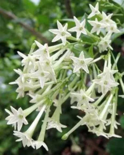 Dama-da-Noite (Cestrum nocturnum)