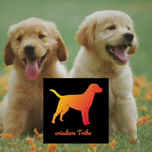 Golden Retriever 100% Puros En Criadero Tribu, Soy Guada