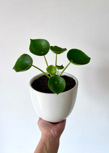 Planta Cucharita - Peperomia Pilea