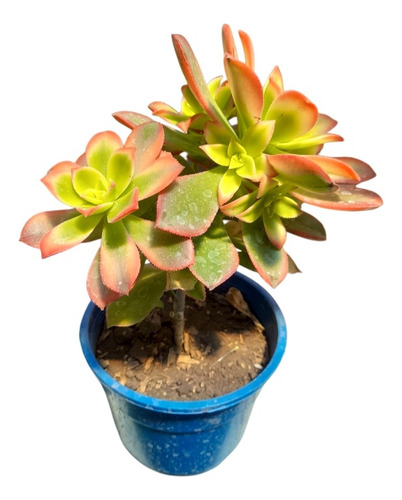 Suculenta Aeonium Kiwi Maceta 14 Tricolor Pleno Sol