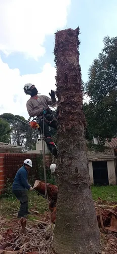 Poda De Arboles, Personal Con Seguro Palmeras