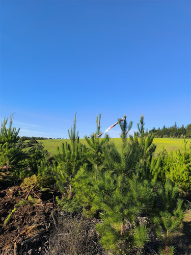 Parcelas Planas En Pichilemu, Orilla De Asfalto.