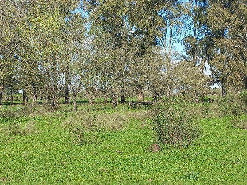 Imagen 15 de 21 de Chacra - 47 Has Panamericana Ramal Pilar Km 61