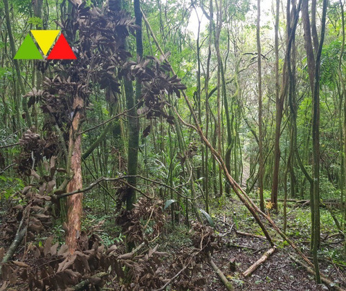 Imagem 21 de 22 de Chácara Serrinha - Ch00085 - 34982956