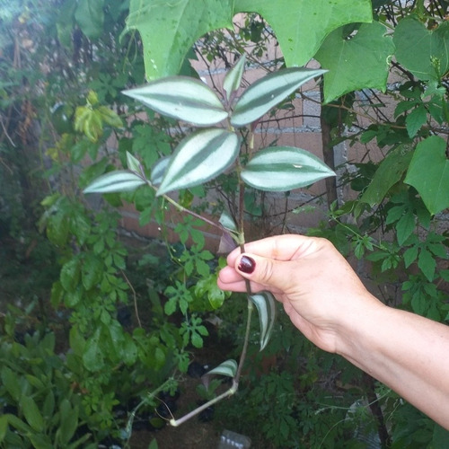 300 Mudas Brotando De Lambari Roxo (tradescantia Zebrina )