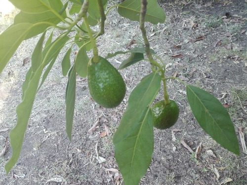 Casa Con Garaje Descubierto, Amplio Frente, Fondo Con Árboles Frutales Y Quincho