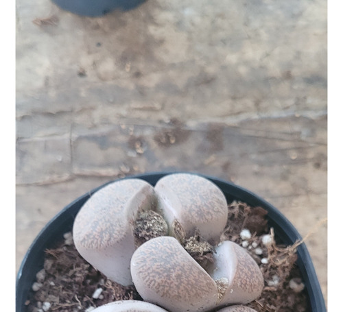 Lithops , 4 Cabezas , Maceta 5 Pulgadas