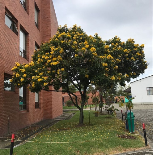 Semillas De Árbol Guarán Amarillo (tecoma Stans) X 50