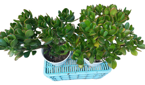 Planta Crassula Ovata Arbol De Jade Maceta N°19