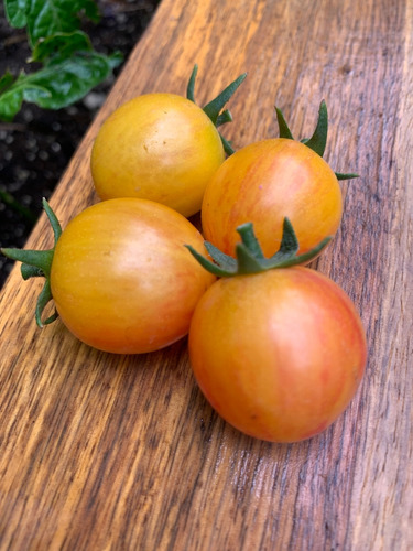 Semillas De Tomate Cherry Sunrise Bumblebee