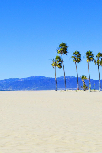 Libro: Journal: Palm Trees On Venice Beach, Professional 150