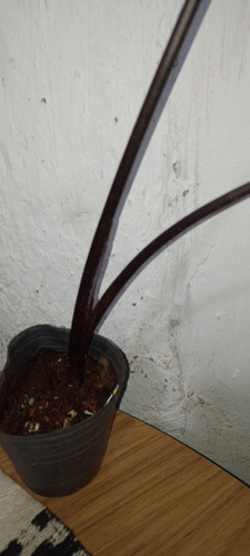 Alocasia Black Magic. Oreja De Elefante. Xanthosoma Violaceu
