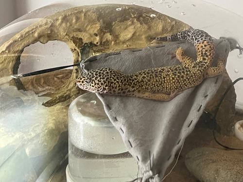 Terrario Semiesfera Para Geckos Leopardo Y