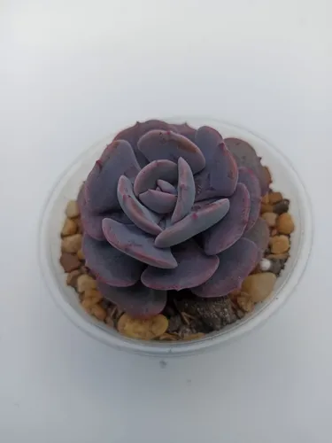 E. Cubic Frost Suculenta
