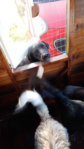 Imagen 10 de 10 de Hotel, Guardería Y Alojamiento De Perros