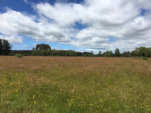 Lindo Campo Agricola Ganadero Sobre Ruta T-625