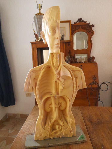 Vintage Busto Modelo Torso Anatómico Ed. Fernández 