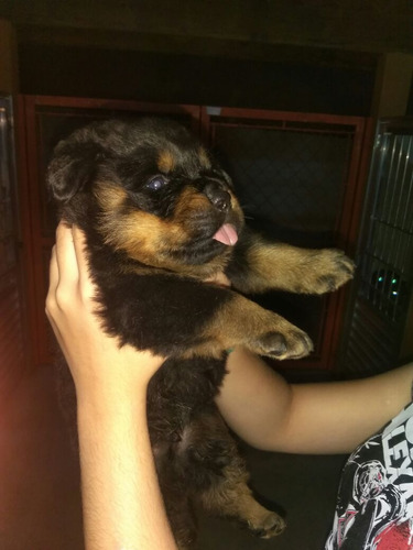 Rottweiler Filhotes Puros