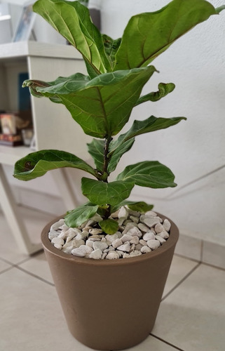 Maceta Minimalista De Plastico Para Exterior Petunia 36