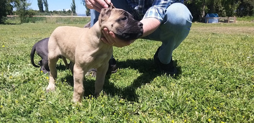 Cachorras Cane Corso Inscritas