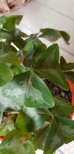 Oxalis -flor De Oca-
