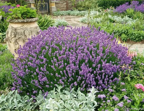 50 Semillas Lavanda Angustifolia Flores Melífera En Jardín