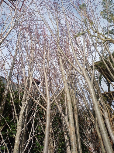 Imagen 6 de 8 de Arbol Tilo Grande - Adulto - Excelente - Entregas Caba Y Gba