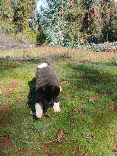 Cachorros Akita Americano