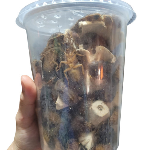 Cucaracha Dubia