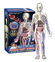 Comprar Modelo De Esqueleto Del Cuerpo Humano Modelo De Cuerpo Human