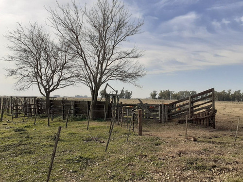 Imagen 14 de 22 de Campo Ganadero En Roque Perez Muy Bien Ubicado