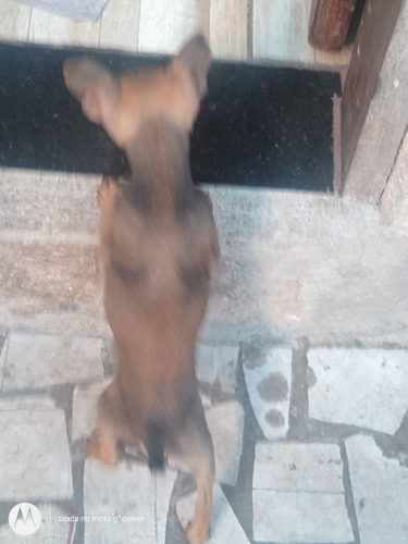 Imagem 1 de 3 de Vende-se Cachorro Pinscher