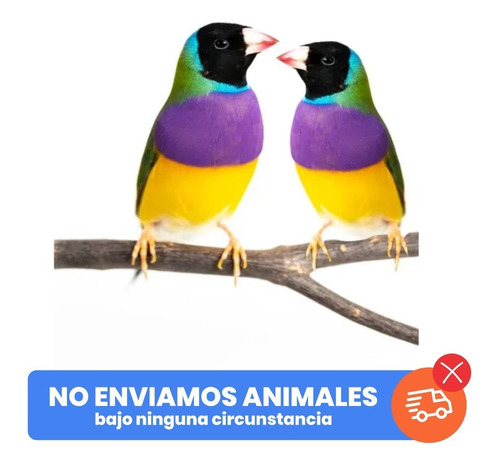 Diamante De Gould Ave Anillado Nacido En Criadero Pareja | MercadoLibre Diamante De Gould Ave Anillado Nacido En Criadero Pareja | MercadoLibre