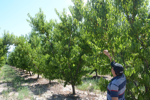 Finca 7 Ha - General Alvear- Mendoza