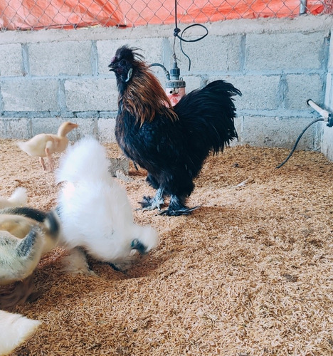 Sedosos Del Japón Gallinas