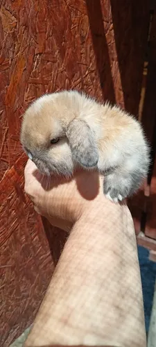 comprar Conejos Enanos Holland Lop