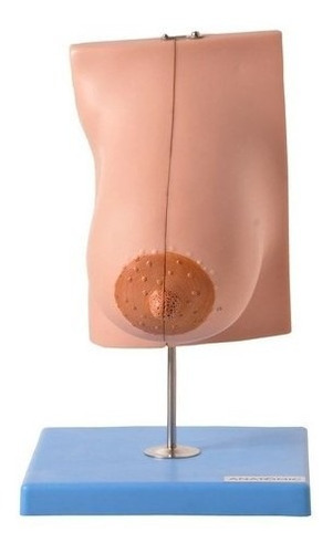 Glândula Mamária Em Lactação  Modelo Anatomia Mama
